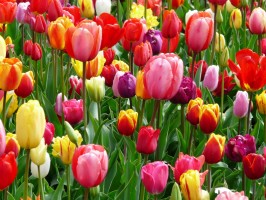 tulips_tulip_bed_219089.jpg
