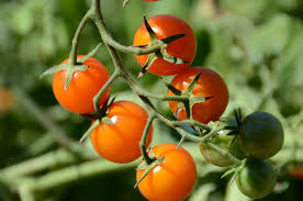 cherry tomatoes public domain.jpg (1)