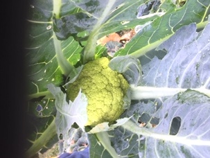 Alverda Cauli.jpg