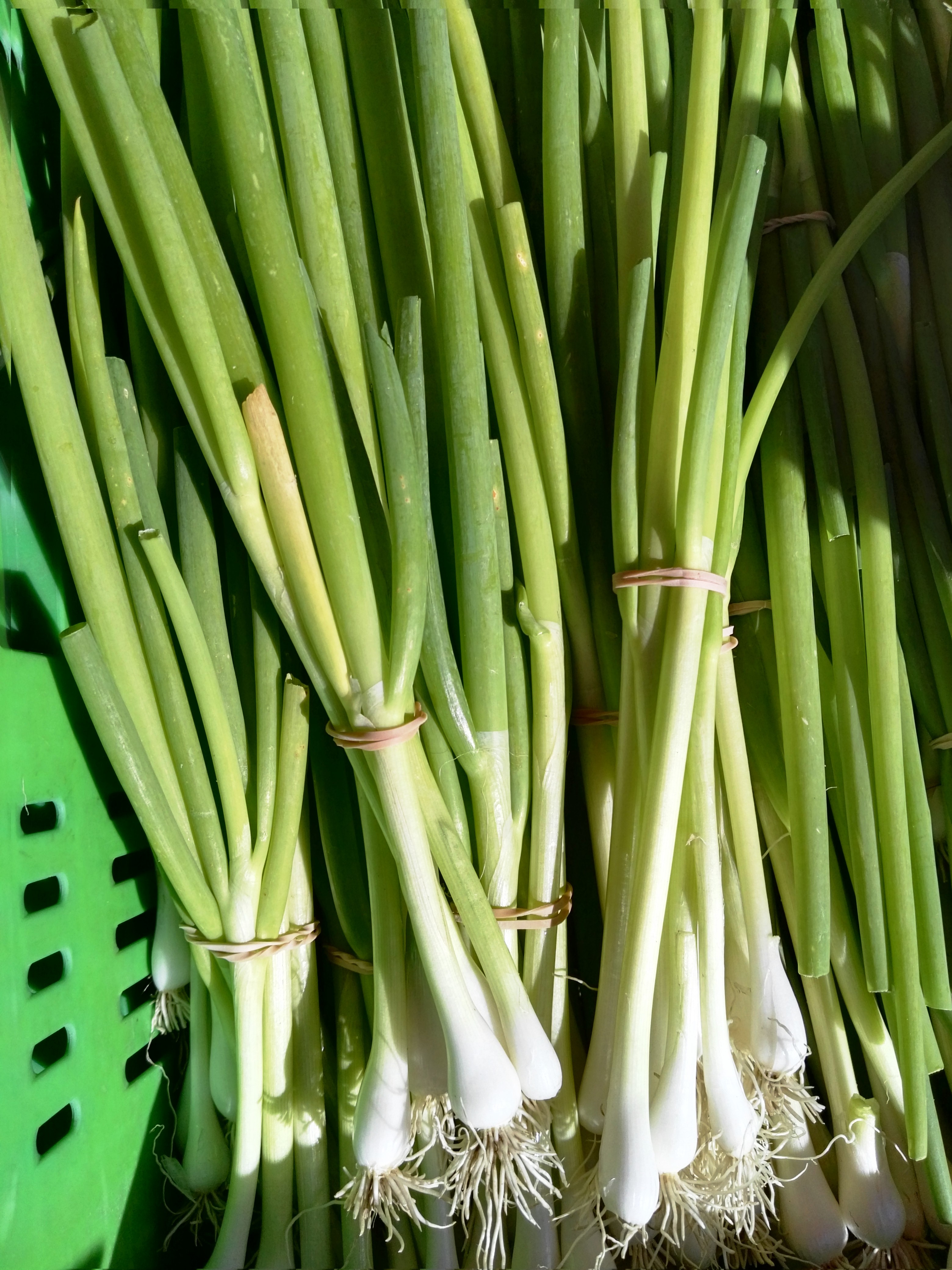 spring onions.jpg