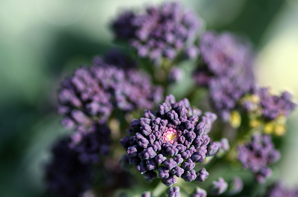 purple broccoli.jpg