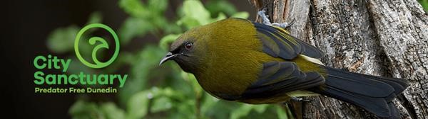 City Santuary Kereru count.jpg