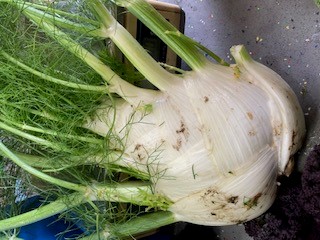 ettrick fennel.jpg (1)