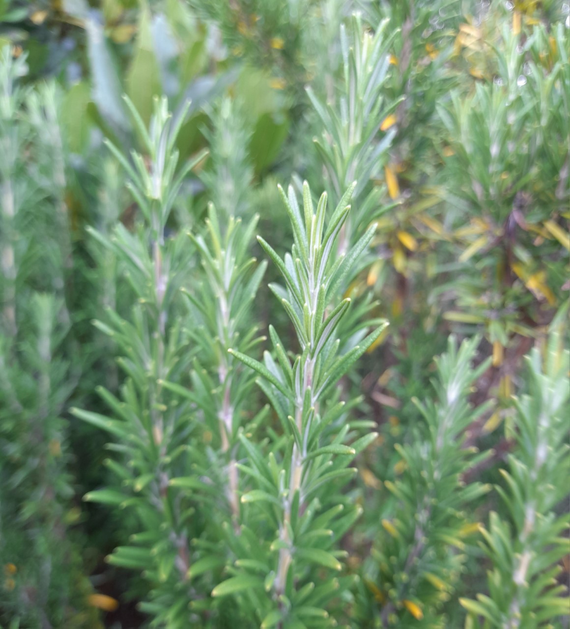 Rosemary.jpg