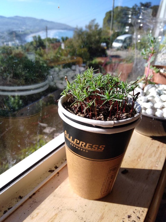plant sale 2018